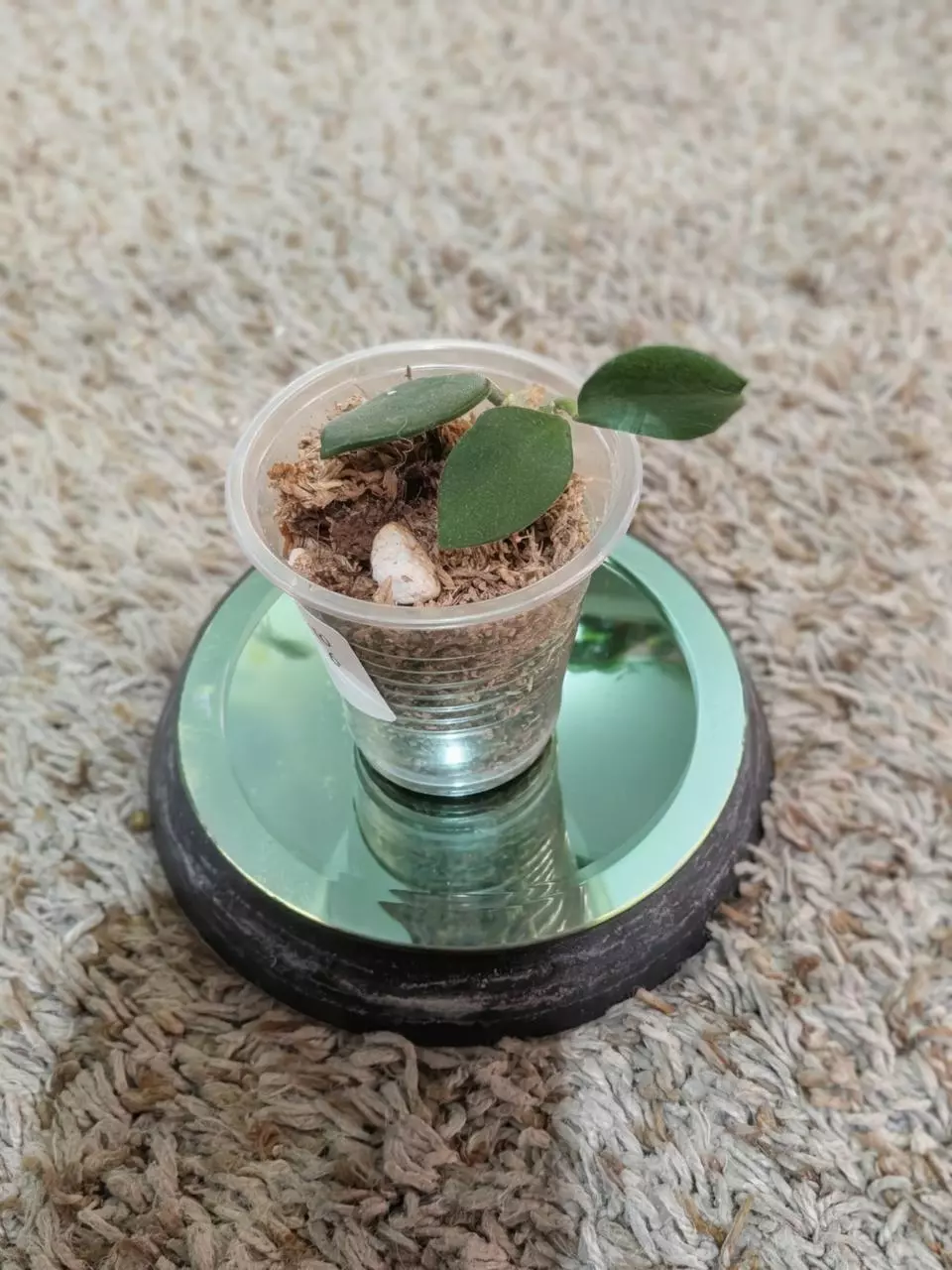 plant/Hoya Nummularioides #180-0