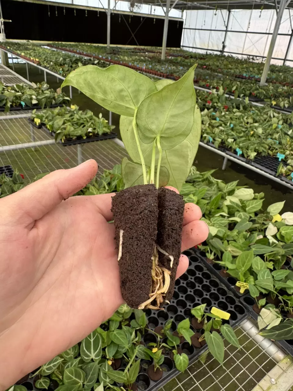 plant/Anthurium silver blush x papillilaminum starter plant growers choice-6