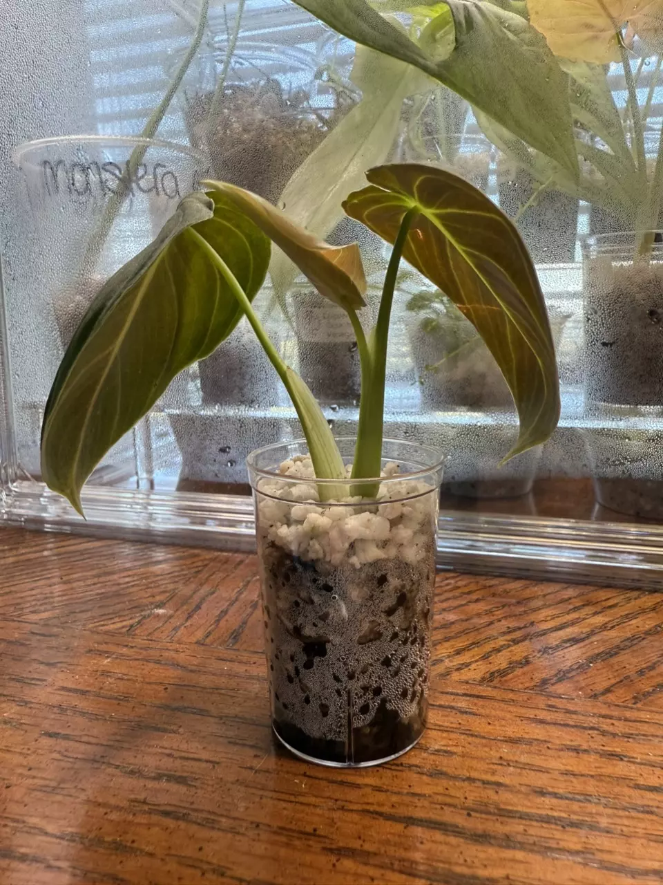 plant/Philodendron Melanochrysum top cut-0