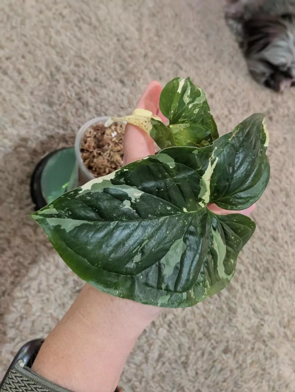 plant/Syngonium Albo #187-0