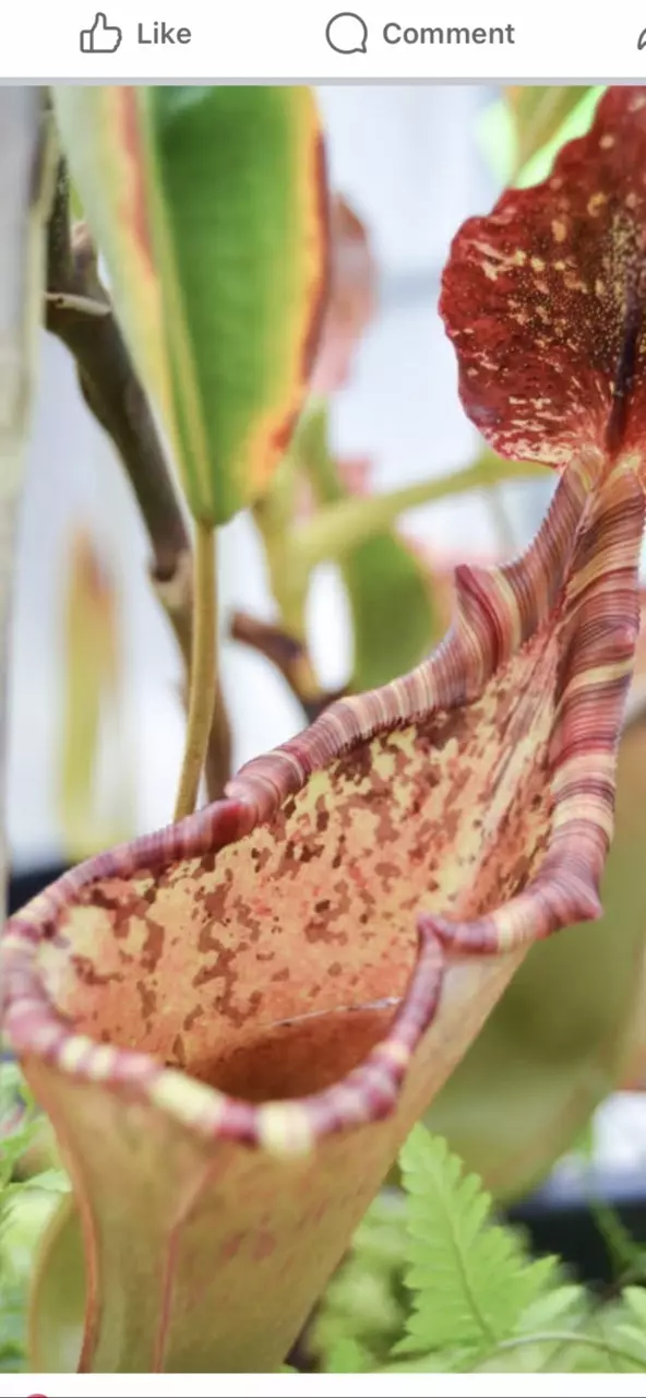 plant/Nepenthes (veitchii x burbidgeae) x (lowii x Gothica)-‘WP’-1