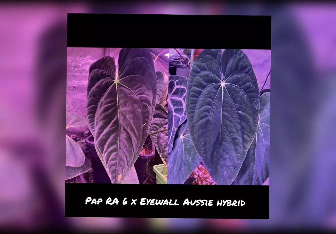 plant/Pap RA 6 x eyewall 1 seedling starter-0