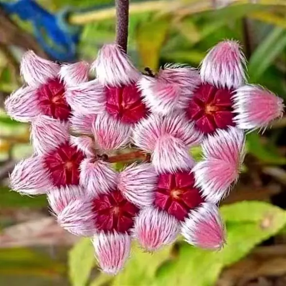 plant/Hoya sulawesiana-4