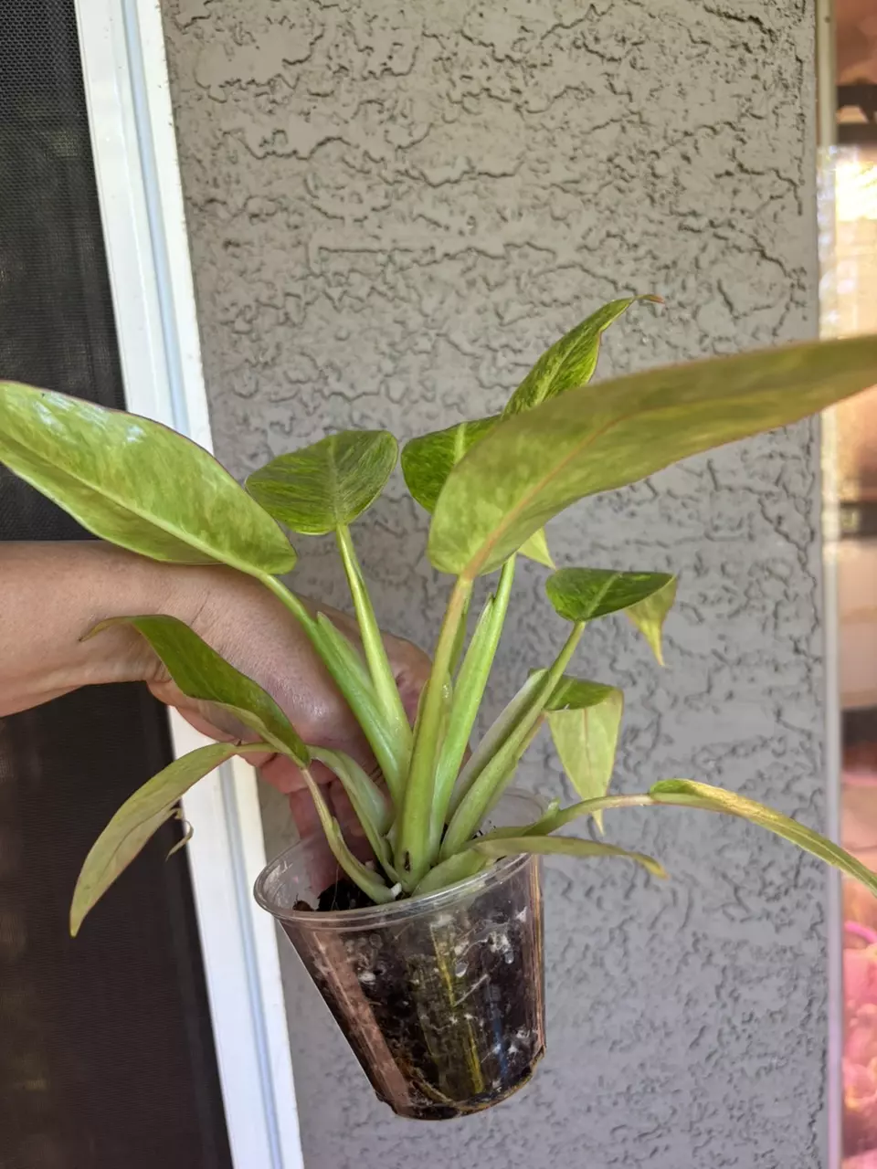 plant/Caulkins gold Philodendron-1