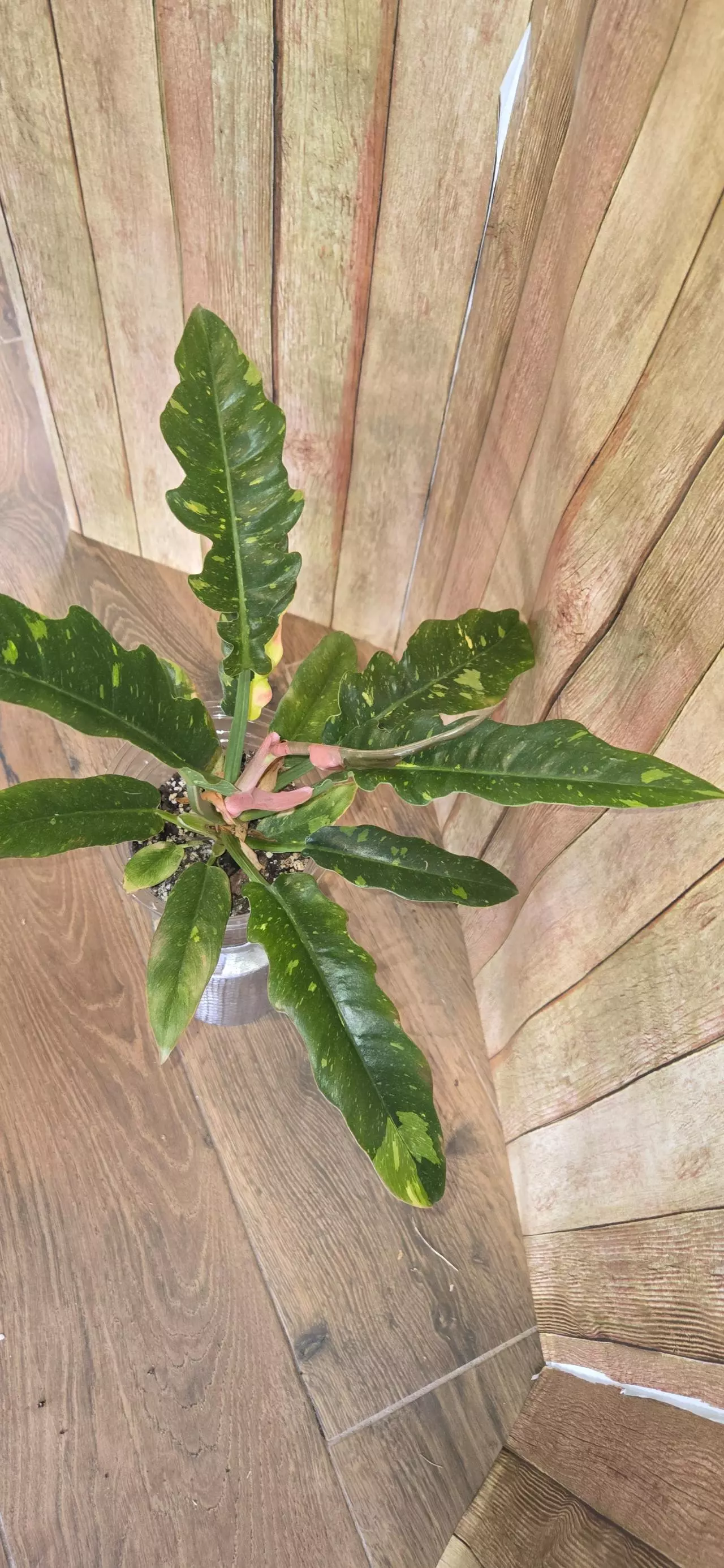 plant/Philodendron Ring of Fire-1