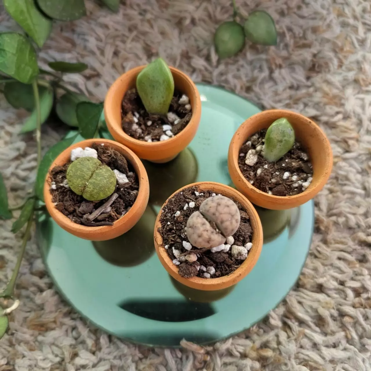 plant/10 Mini 1" Terracotta pots-2