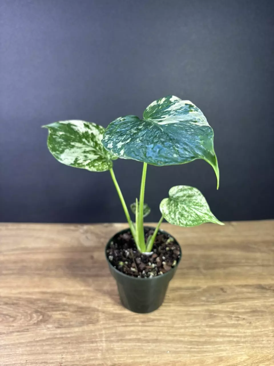 plant/Monstera Mint 3.5” 1797-0