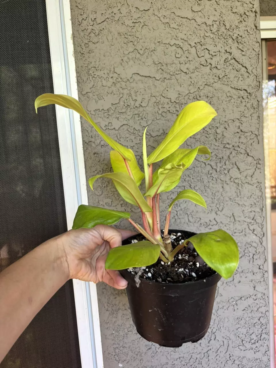 plant/Golden goddess philodendron-1