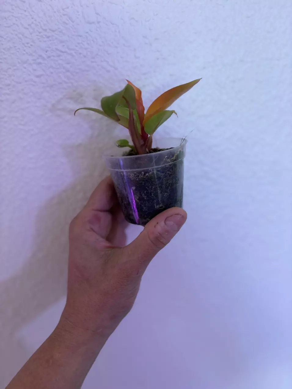 plant/Prince of Orange philodendron-1