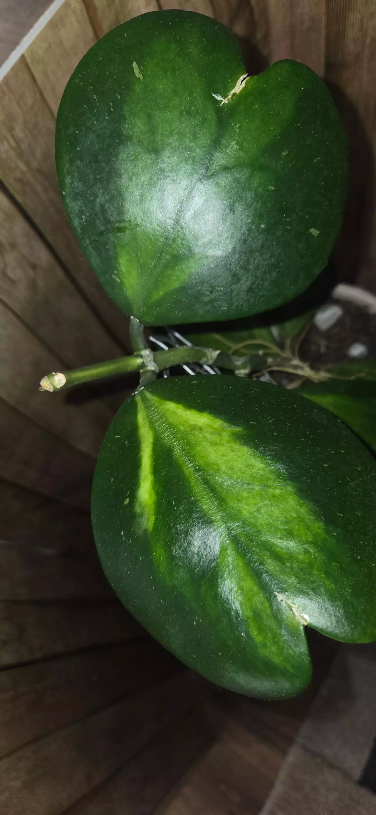 plant/Hoya Kerri Inner Varigated-2