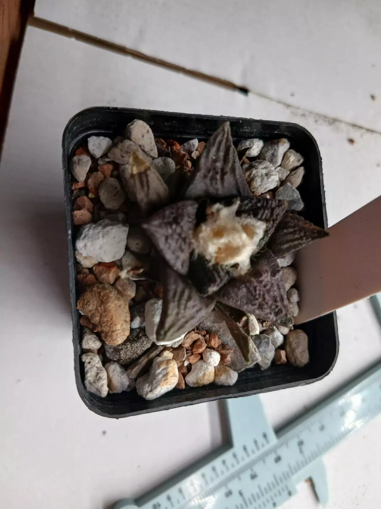 plant/Ariocarpus cv Godzilla-0