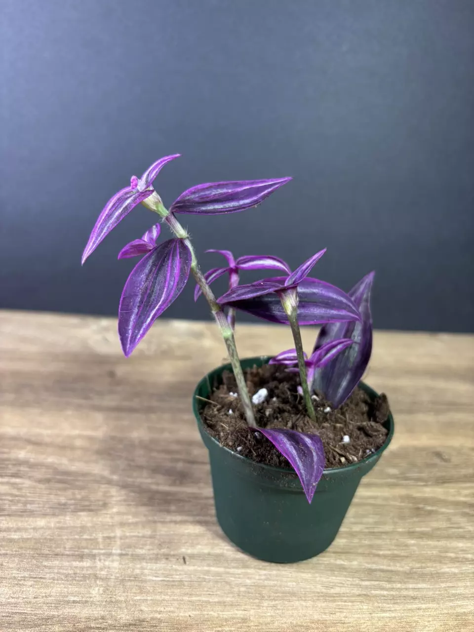 plant/Tradescantia Pink Paradise 4” / grower’s choice-1