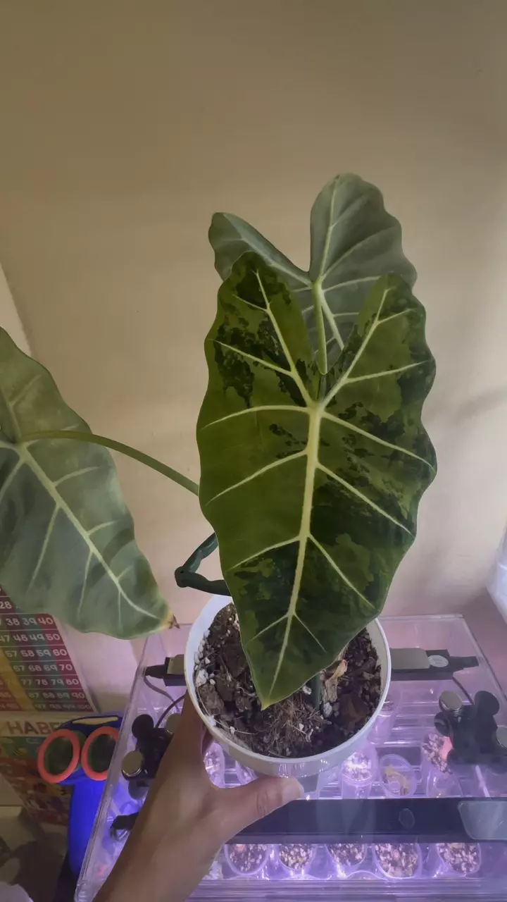 plant/Alocasia Frydek Albo/Mint-0