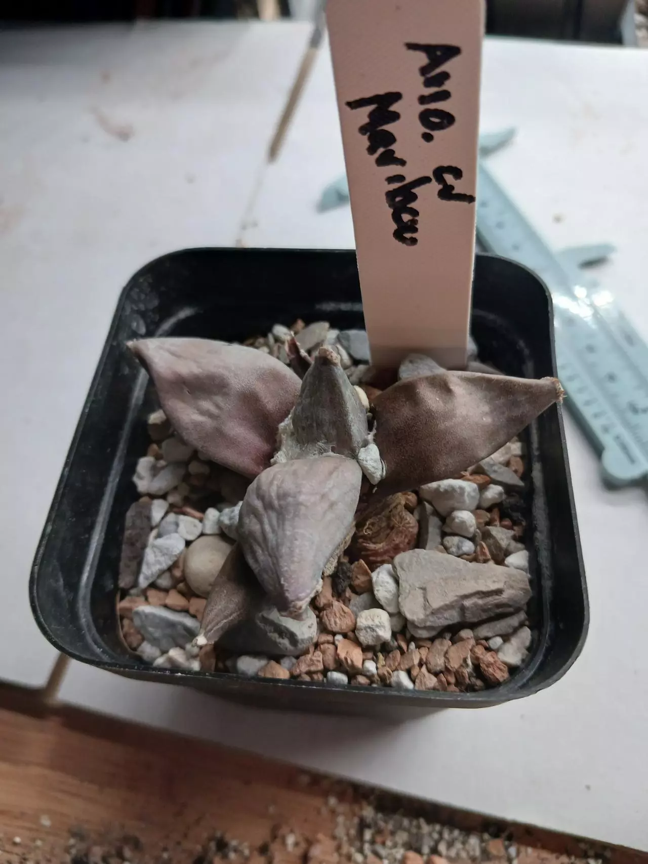 plant/Ariocarpus cv maribou-1