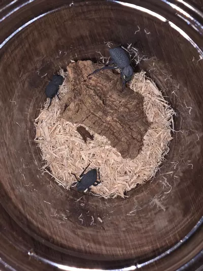 plant/Blue Death feigning Beetles (Asbolus verrucosus) 3pk-0-thumbnail