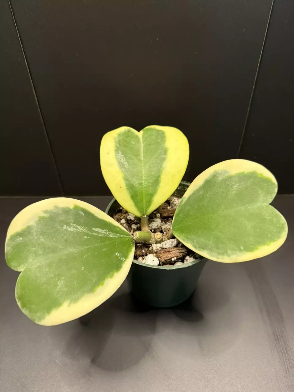 plant/Hoya Kerri (1)-0