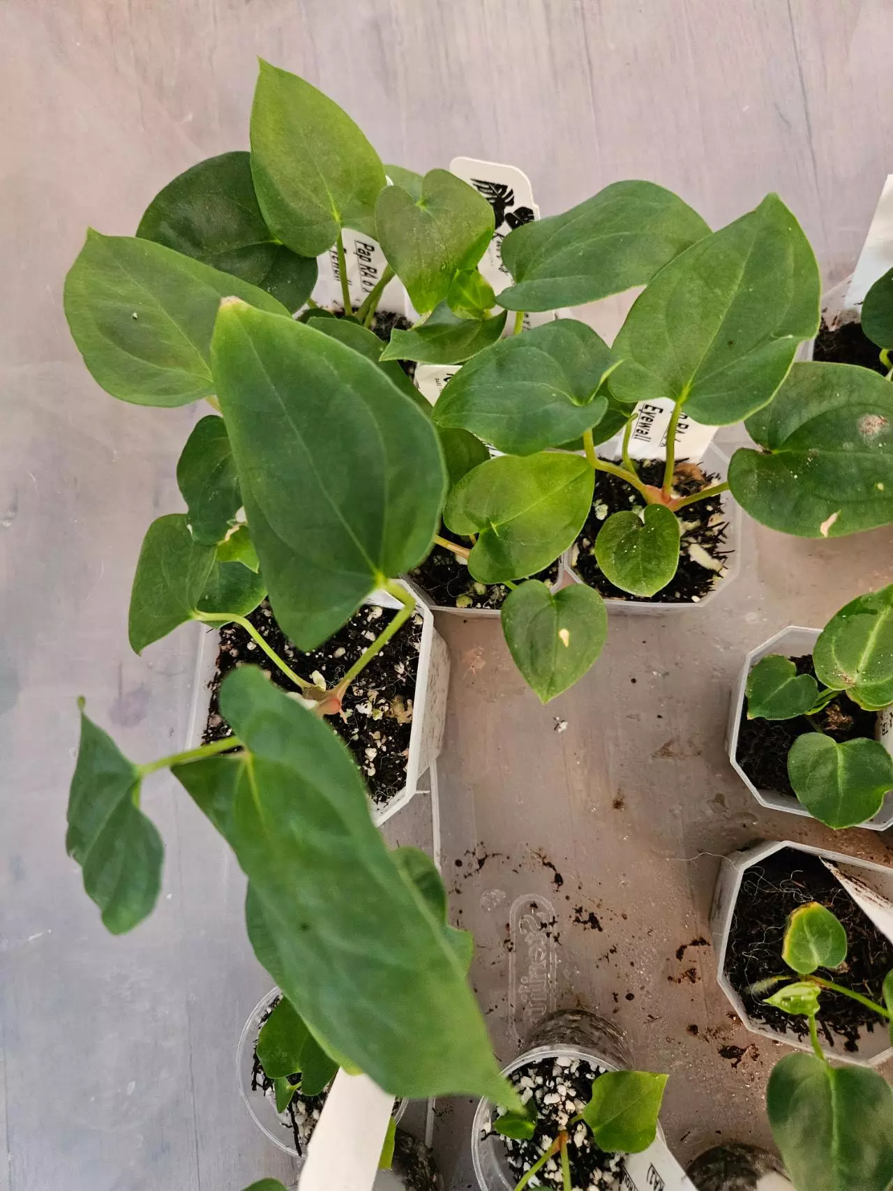 plant/Pap RA 6 x eyewall 1 seedling starter-1