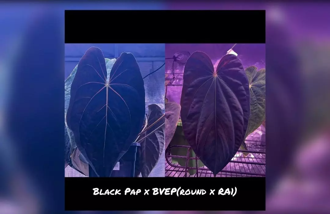 plant/Black pap x Bvep 1 starter-0
