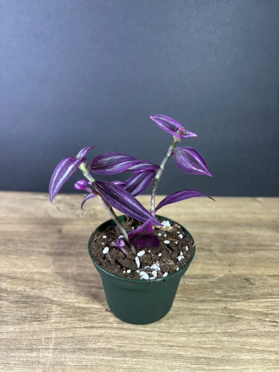 plant/Tradescantia Pink Paradise 4” / grower’s choice-0