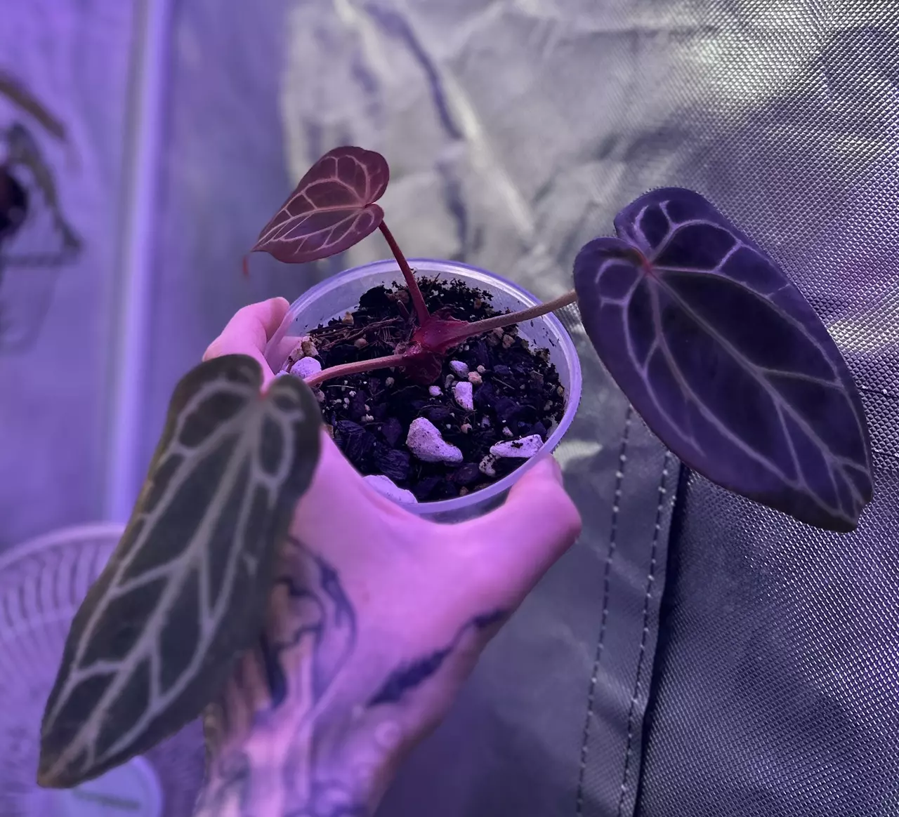 plant/Anthurium Zara Michelle x (Black Widow x Michelle)-1