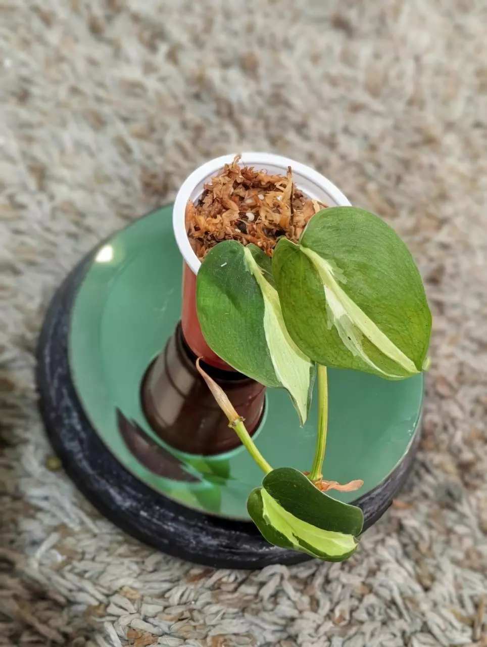 plant/Philodendron Gabby #182-3