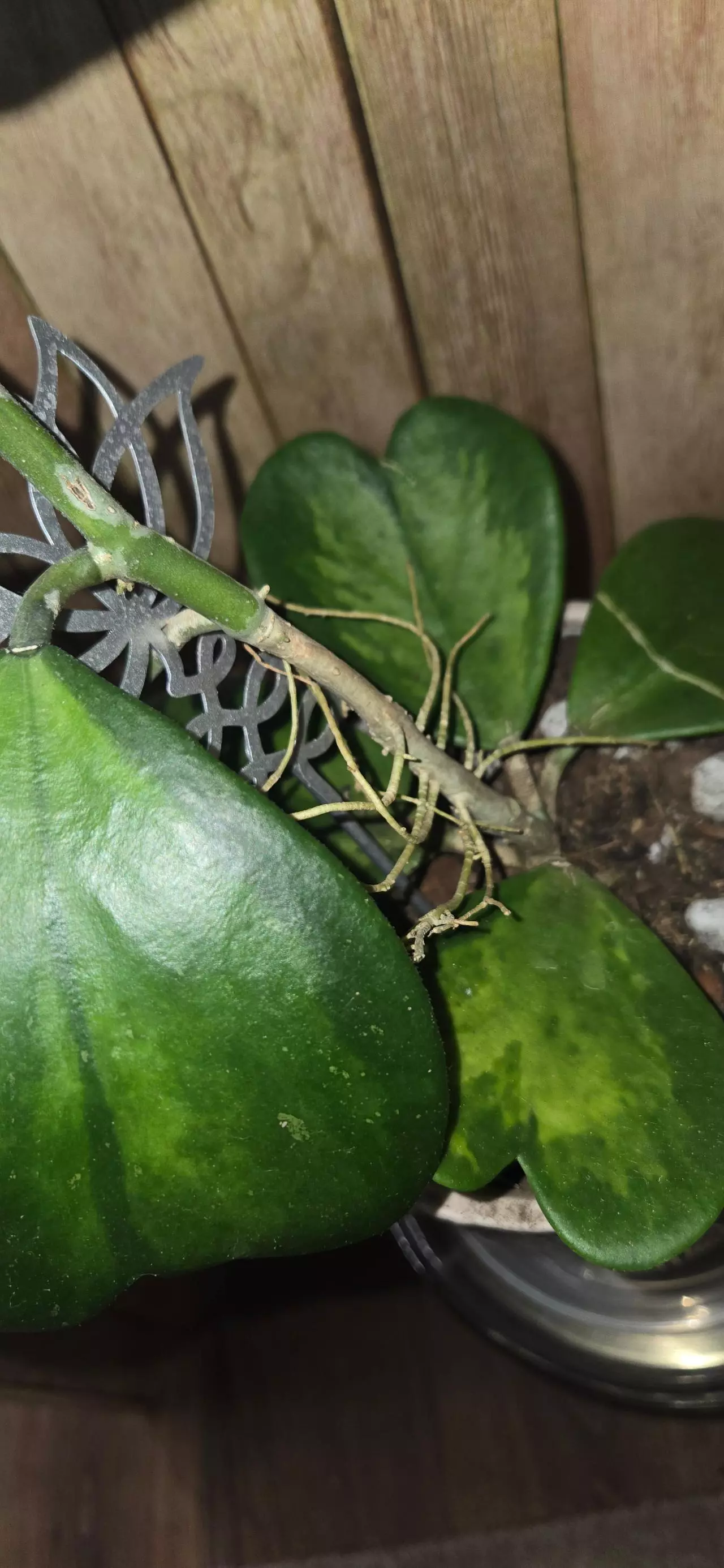 plant/Hoya Kerri Inner Varigated-1