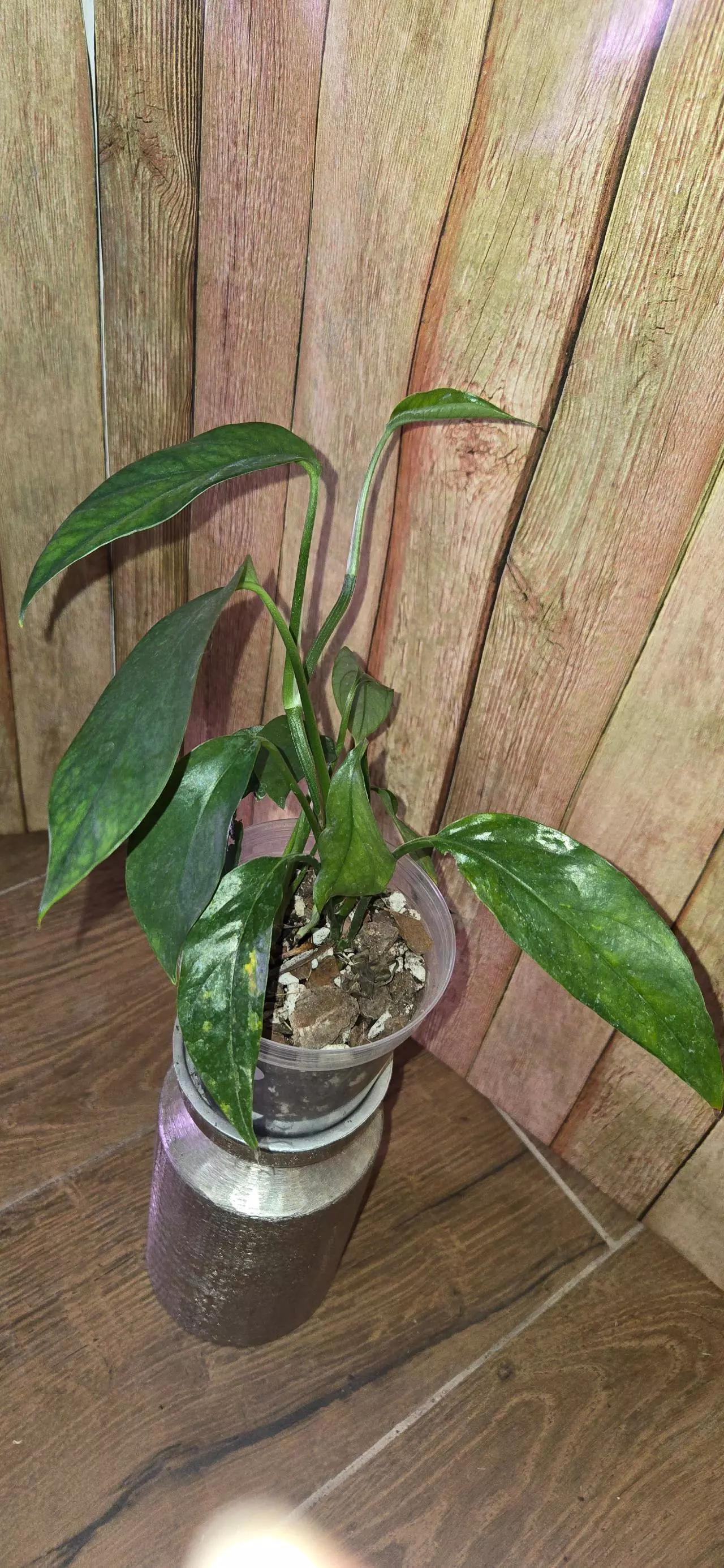 plant/Baltic Blue Pothos-0