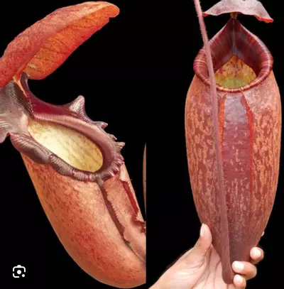 plant/Rajah x Peltata-1-thumbnail