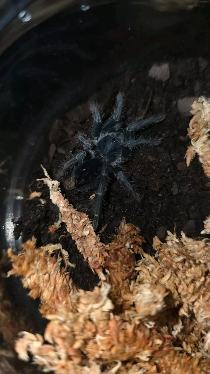plant/Red Island BirdEater 
(Phormictopus atrichomatus) 2"+-0