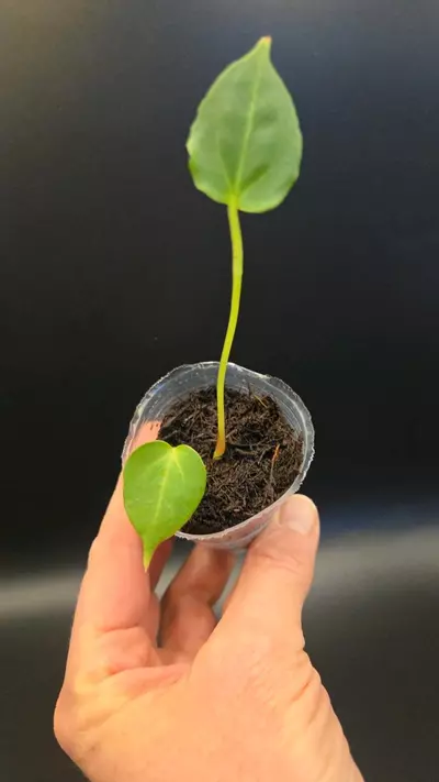 plant/Anthurium NSE Red Crystal x NOID 'Stormy' S1-0-thumbnail