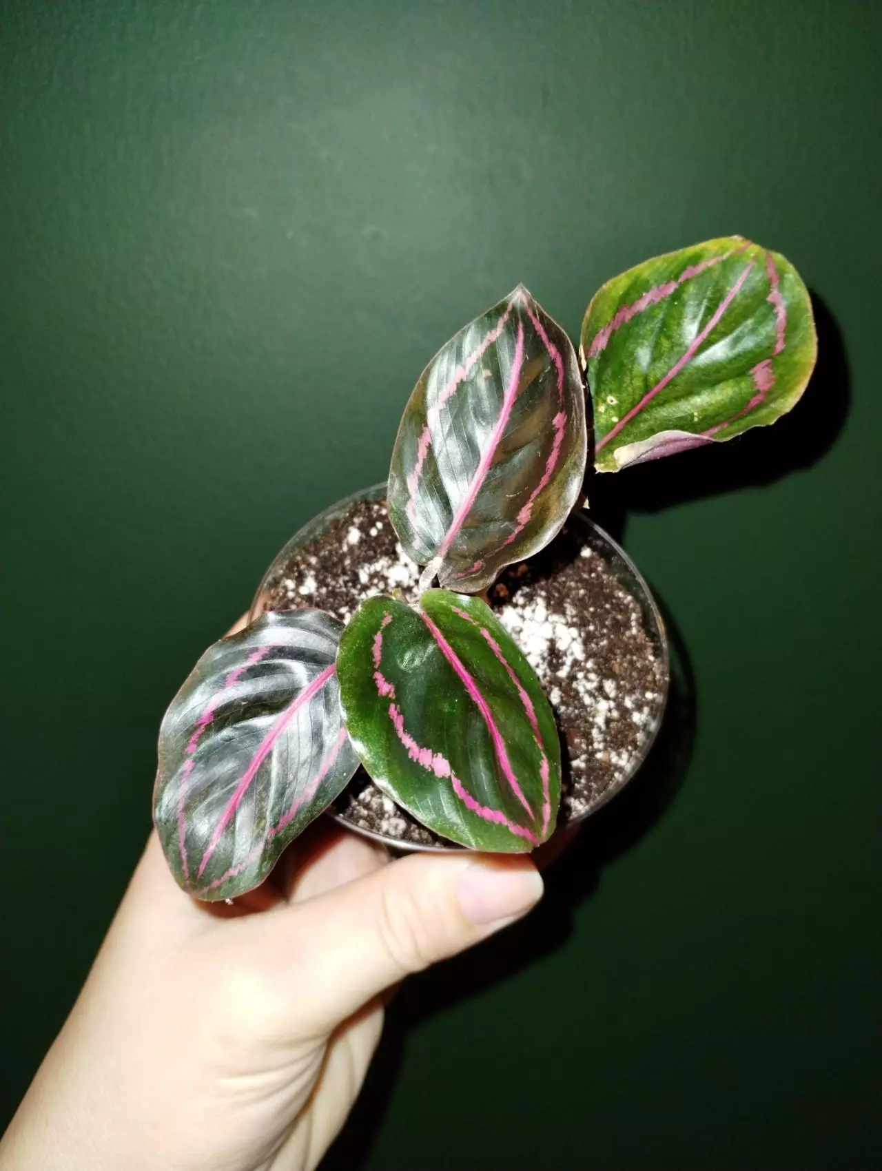 plant/Calathea dottie-0