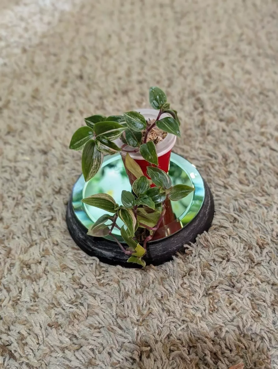 plant/Rainbow Tradescantia #185-1