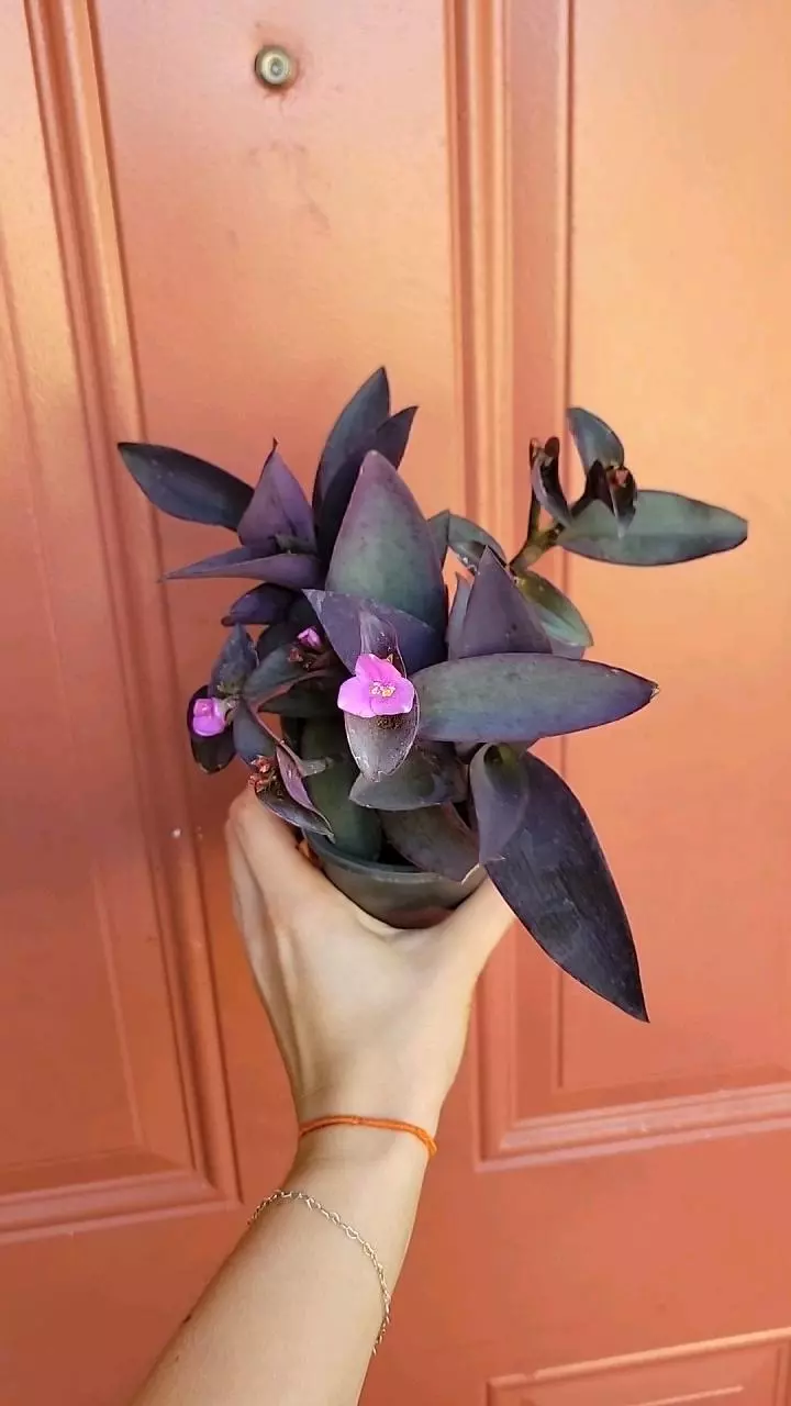 plant/Setcreasea Purpurea specific 3" pot-0
