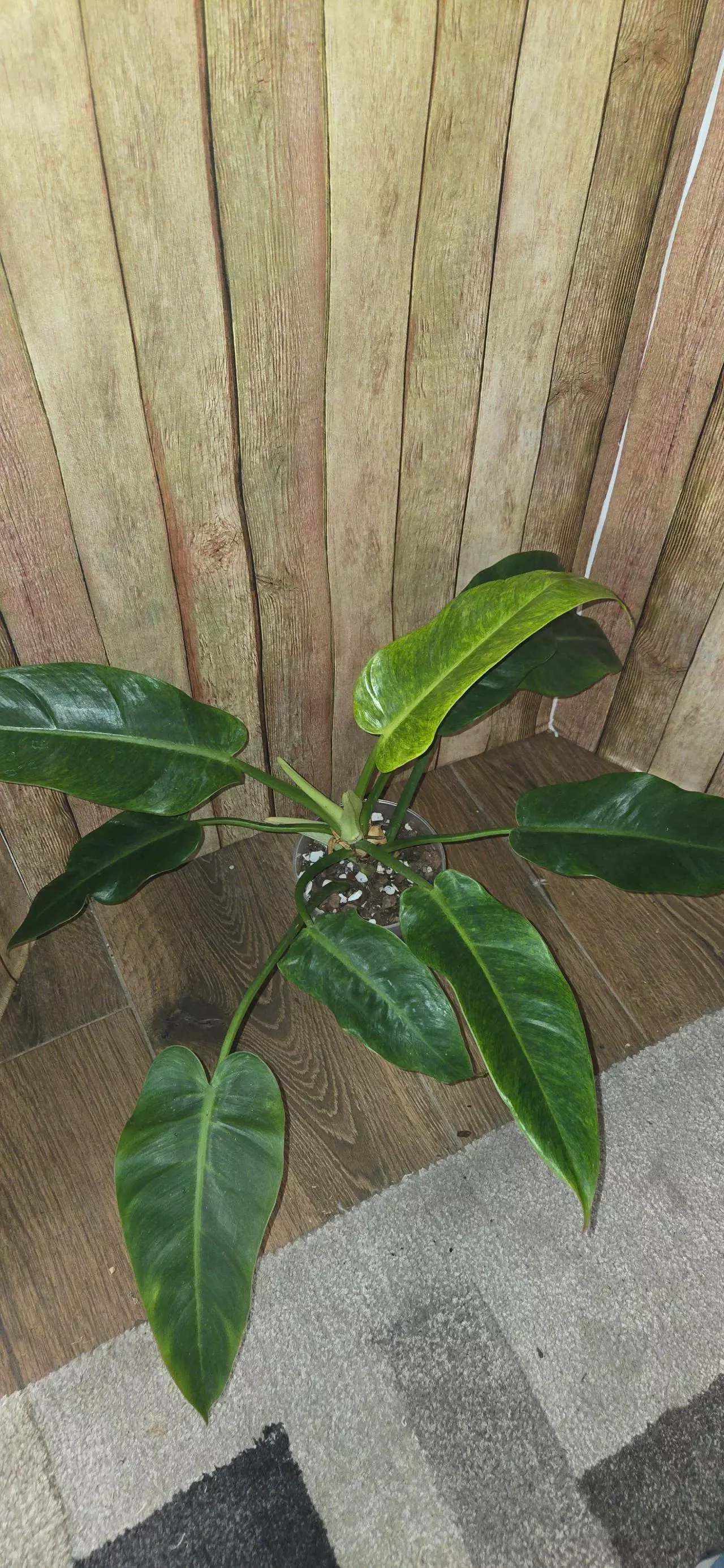 plant/Calkins Gold Philodendron-0