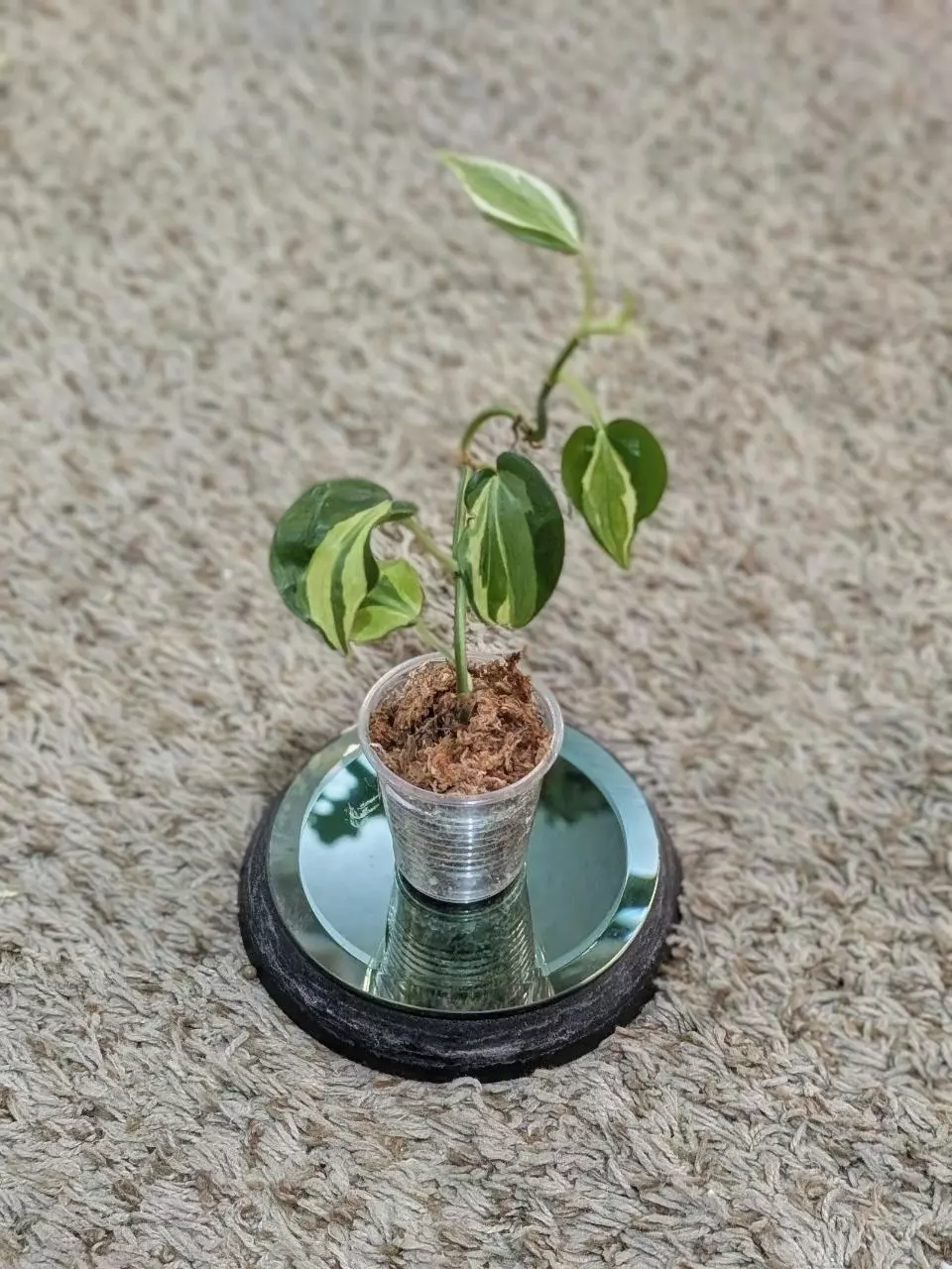 plant/Philodendron Cream Splash #183-0