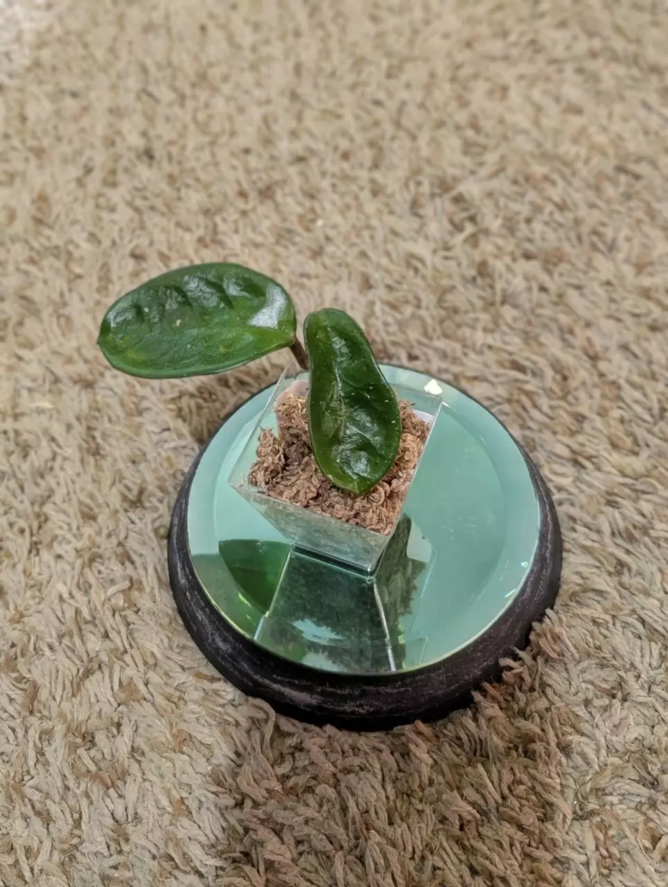 plant/Hoya Krinkle #186-0