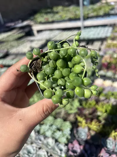 plant/2” String Of Pearls-0-thumbnail