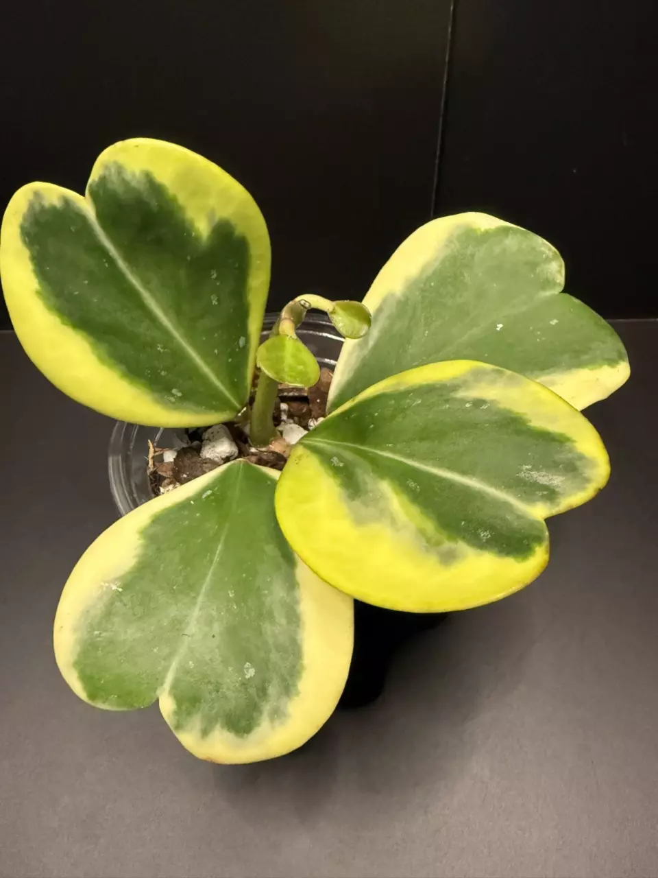 plant/Hoya Kerii (3)-0