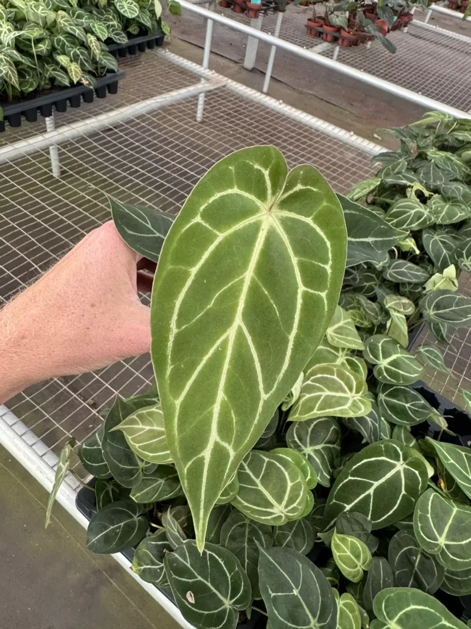 plant/Anthurium dorayaki silver x papillilaminum starter plant growers choice-1