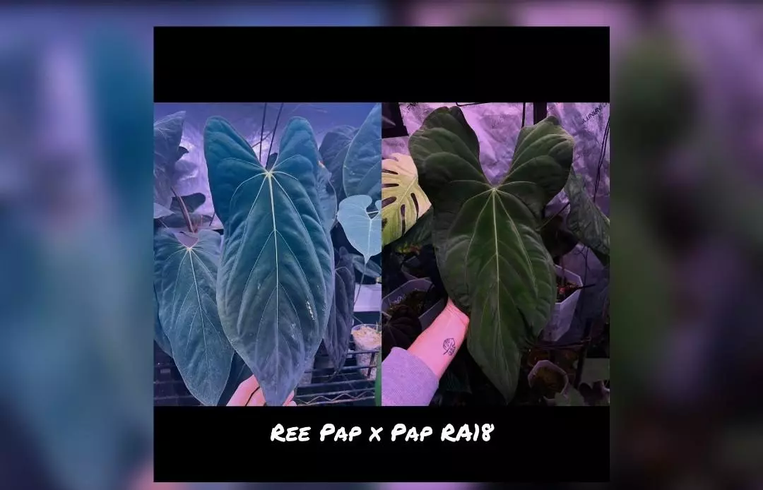 plant/Ree pap x pap RA18-0