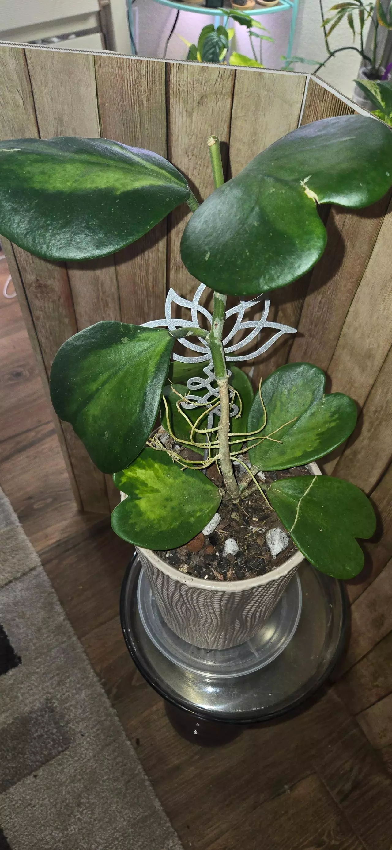 plant/Hoya Kerri Inner Varigated-0