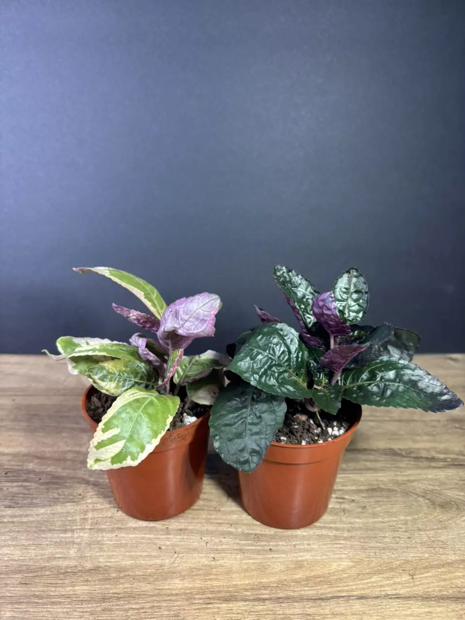 plant/Waffle 2pc Bundle - grower’s choice-1
