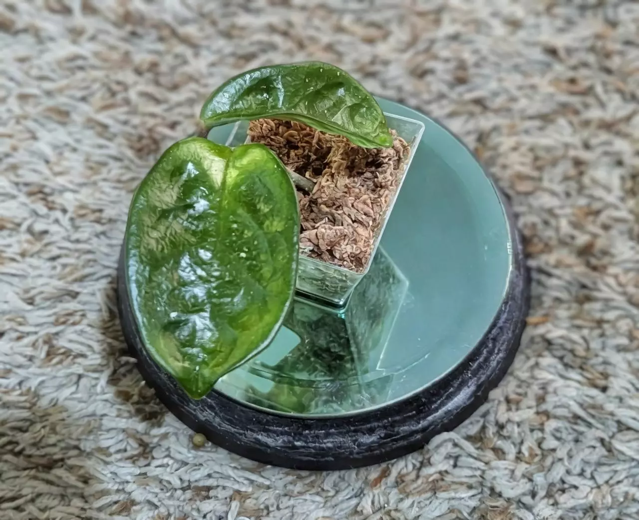 plant/Hoya Krinkle #186-1