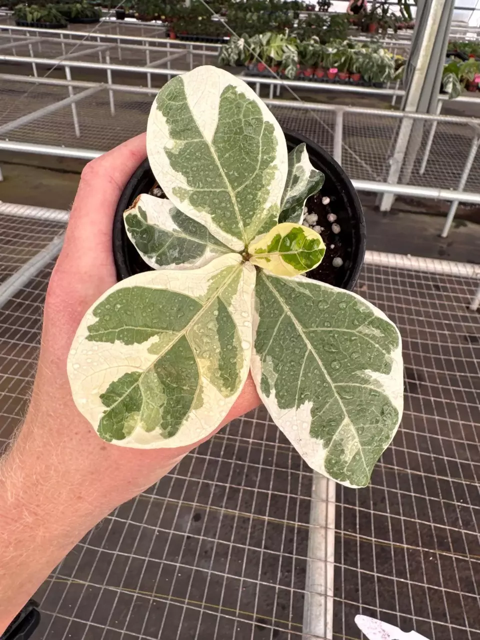 plant/Variegated Fiddle leaf fig “ficus lyrata” 4” pot growers choice-1