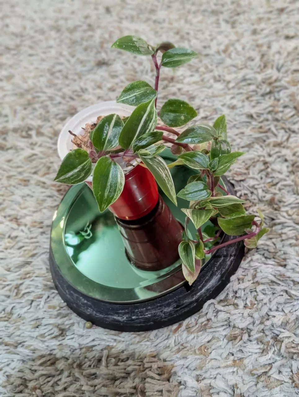 plant/Rainbow Tradescantia #185-0