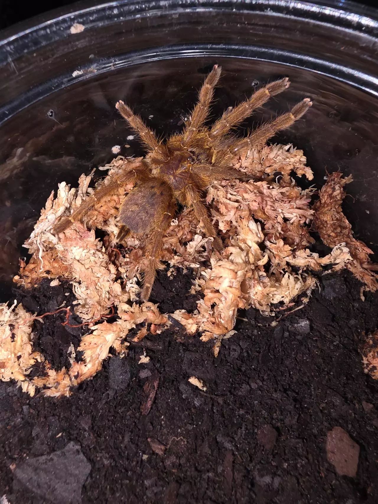 plant/OBT (Pterinochilus murinus) 1/2" (2oz)-0