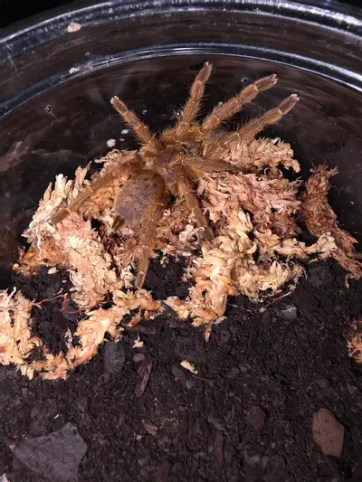 plant/OBT (Pterinochilus murinus) 1/2" (2oz)-0-thumbnail