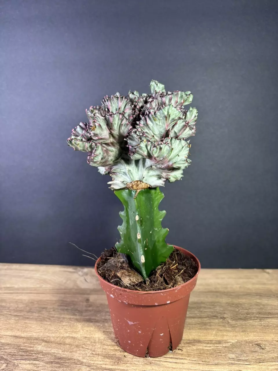 plant/Euphorbia Lactea Cristata/ Mermaid Tail 4” 1796-1