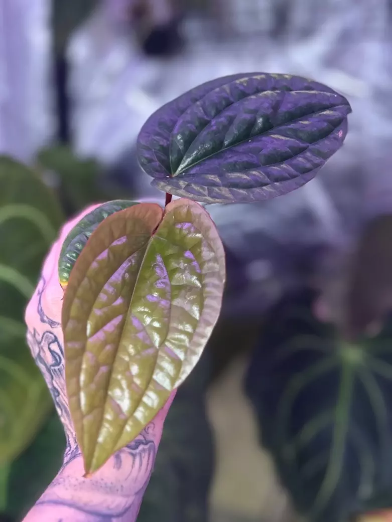 plant/Anthurium Radicans x Luxurians-0