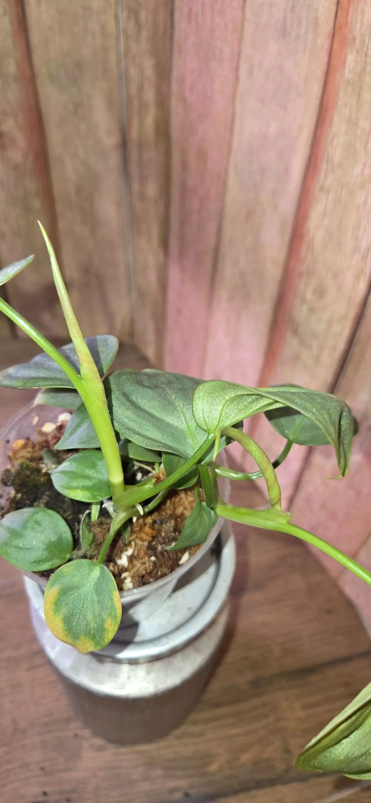 plant/Philodendron Camposportum-1